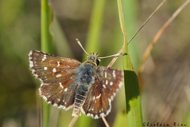 Spialia sertorius, juin 2011,  Castelnau-Barbarens 32 © Ghislain Riou