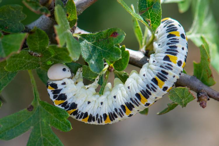 Larve de Cimbex quadrimaculatus sur Aubépine © Romain Baghi