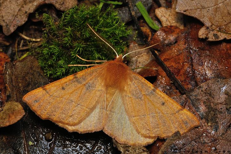 Colotois pennaria, Rebigue 31, 25 Nov. 2020 © Ghislain Riou