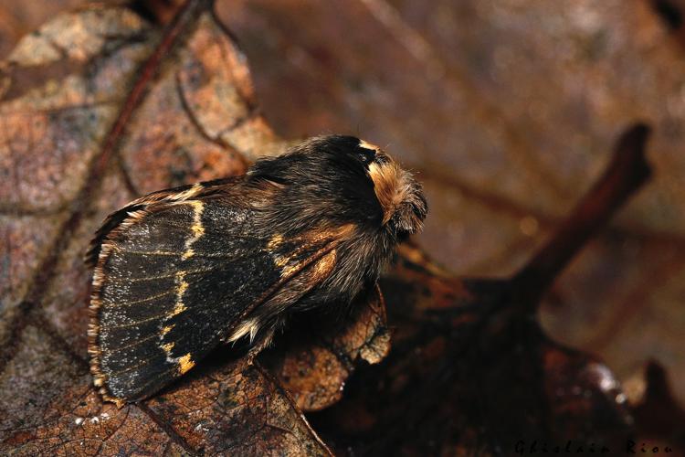 Poecilocampa populi, Rebigue 31, 29 Nov. 2020 © Ghislain Riou