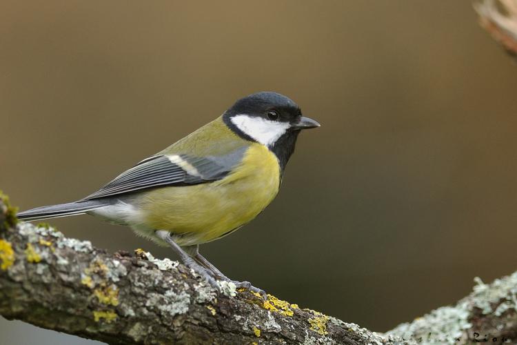 Mésange charbonnière, 6 Dec. 2020, Rebigue 31 © Ghislain Riou