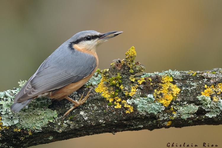 Sittelle torchepot, 13 dec. 2020, Rebigue 31 © Ghislain Riou