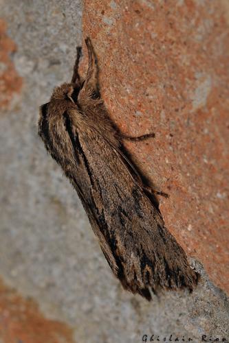 Asteroscopus sphinx, 14 dec. 2020, Rebigue 31 © Ghislain Riou