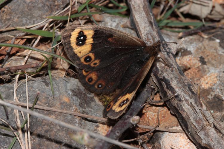 Erebia epistygne, Le Cros 34, 4 avril 2020 © Pierre-Olivier Cochard