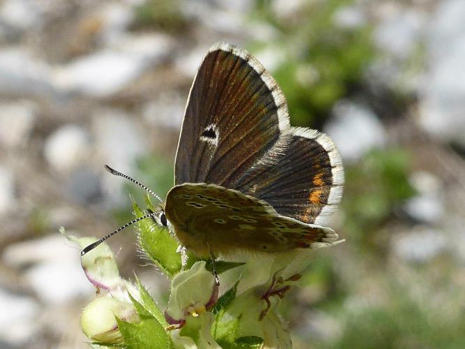 Aricia morronensis mâle, 23 juill. 2014, Hautes-Pyrénées © Jude Lock