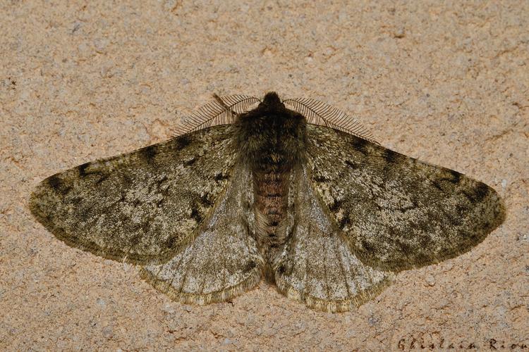 Phigalia pilosaria, 28/01/21, Rebigue 31 © Ghislain Riou