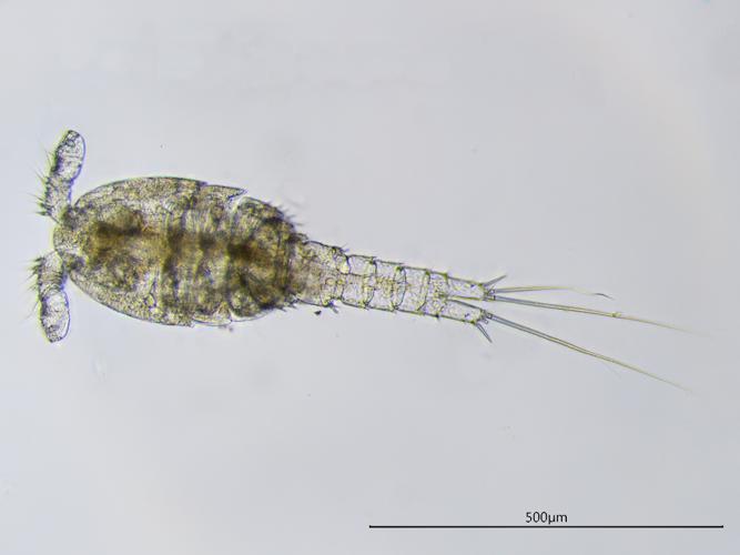 Paracyclops fimbriatus, 25 janv. 2021, Grisolles 82 © Anaëlle Bernard