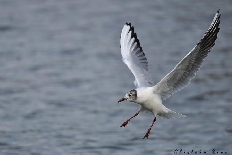 Mouette rieuse, Boussens 31, fev 2021 © Ghislain Riou