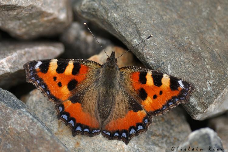 Aglais urticae, Ossun, 18 fév. 2021 © Ghislain Riou