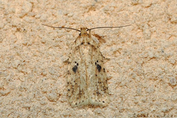 Agonopterix arenella, 23 fév. 2021, Rebigue 31 © Ghislain Riou