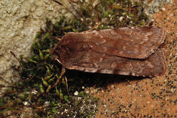 Cerastis rubricosa, 4 mars 2021, Rebigue 3 © Ghislain Riou