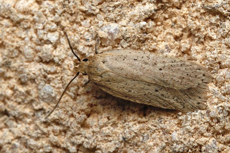 Agonopterix pallorella, 24 mars 2021, Rebigue 31 © Ghislain Riou