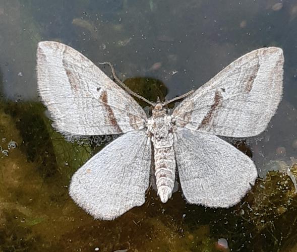 Costaconvexa polygrammata,10 avril 2021,  Ayguesvives 31 © Ghislain Riou