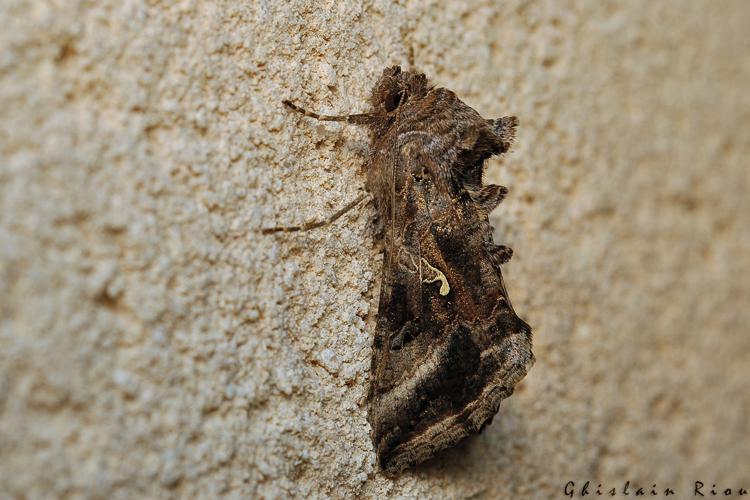 Autographa gamma, 19 avril 2021, Rebigue 31 © Ghislain Riou