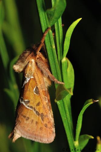 Triodia sylvina, Rebigue 31, septembre 2020 © Ghislain Riou