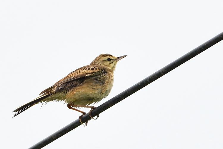 Pipit rousseline, mai 2021, Fourquevaux 31 © Jean-Marc L'Hermite