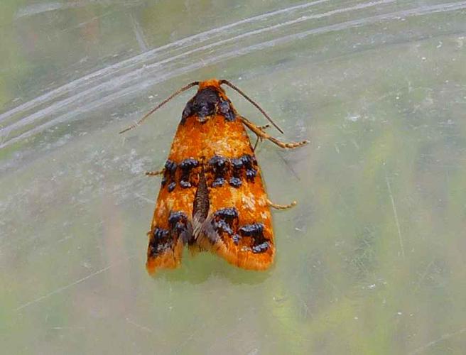 Commophila aeneana,  mai 2021, Rieux-Volvestre 31 © Clémentine Gand