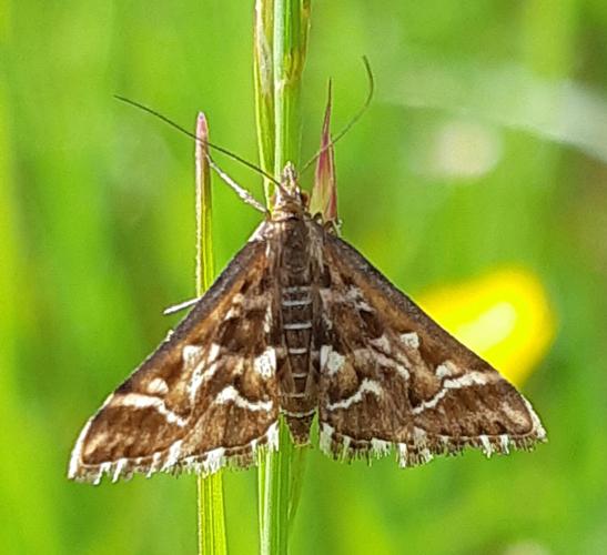 Diasemia reticularis, 10 mai 2021, Fabas 31 © Ghislain Riou