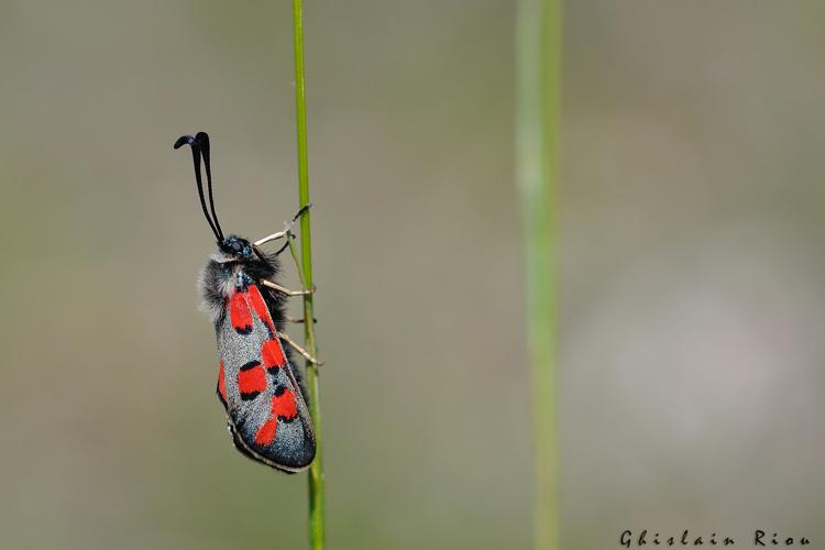 Zygaena rhadamanthus, Belbèze-en-Comminges, mai 2021 © Ghislain Riou