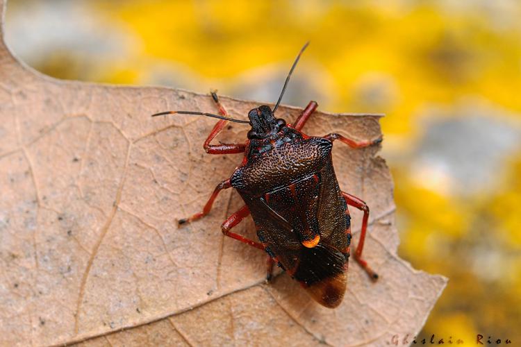 Pinthaeus sanguinipes, Rieux-Volvestre 31, mai 2021. Trouvé par C. Gand © Ghislain Riou