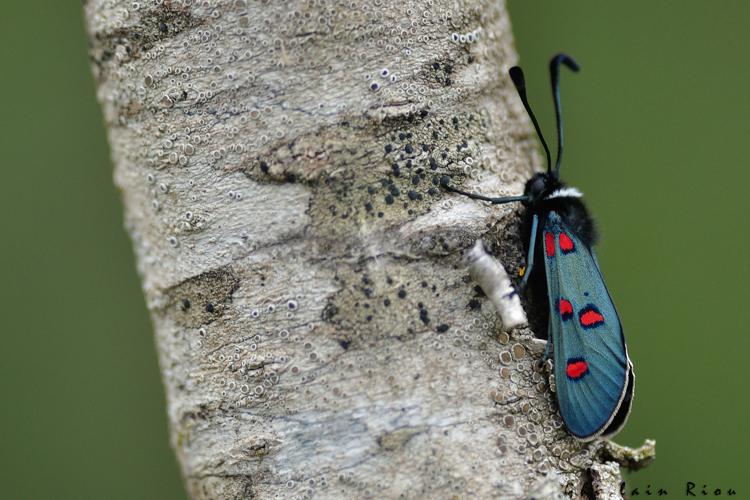 Zygaena lavandulae, mai 2021, La Caunette 34 © Ghislain Riou