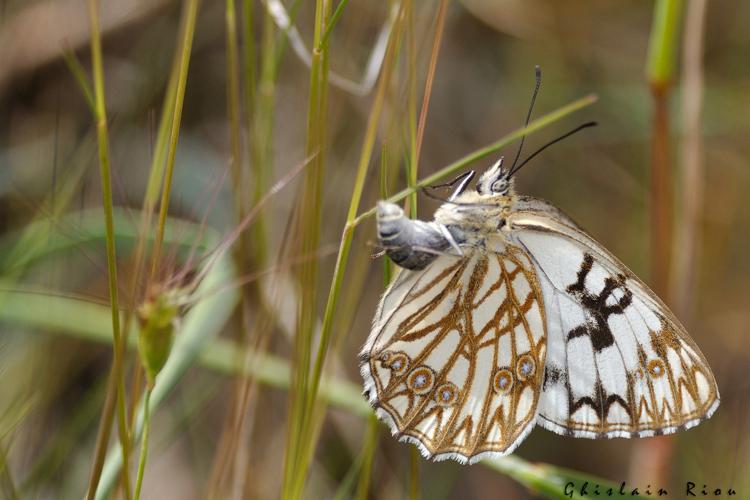 Melanargia occitanica, mai 2021, Saint-Jean-de-Minervois 34 © Ghislain Riou