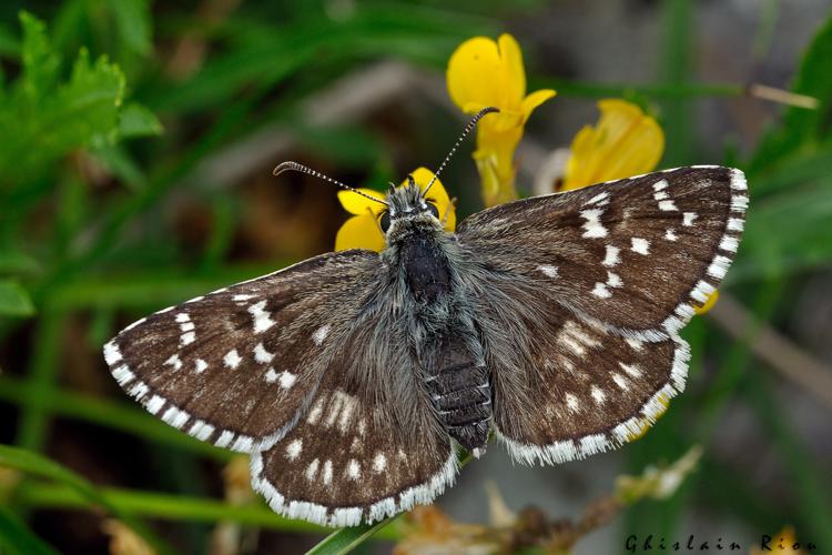 Pyrgus carthami, Lugagnac 46, 1er juin 2021 © Ghislain Riou