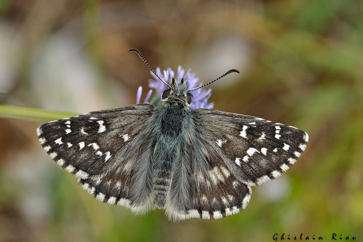 Pyrgus armoricanus mâle (génitalia vérifiés), Lugagnac 46, 1er juin 2021 © Ghislain Riou