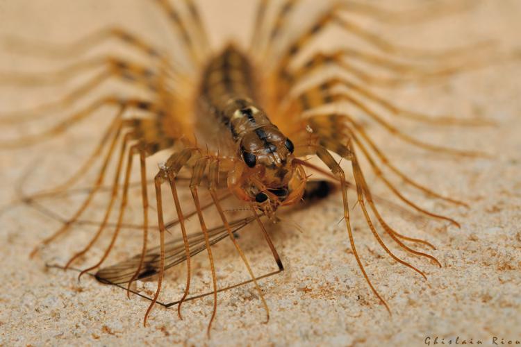 Scutigera coleoptrata, Rebigue 31, juin 2021 © Ghislain Riou