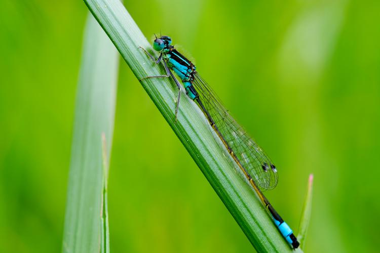 Agrion élégant (Ischnura elegans), Frouzins (31), 12 avril 2021 © Jean-Paul Tonnelier