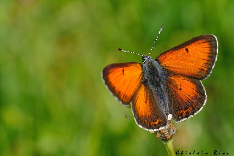 Lycaena hippothoe, 19 juin 2021, Comus 11 © Ghislain Riou